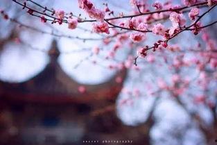 寄了一整个春天